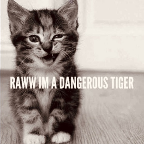 🦋Meet Your Posher, Estella🐾🦋 - Picture 8 of 12